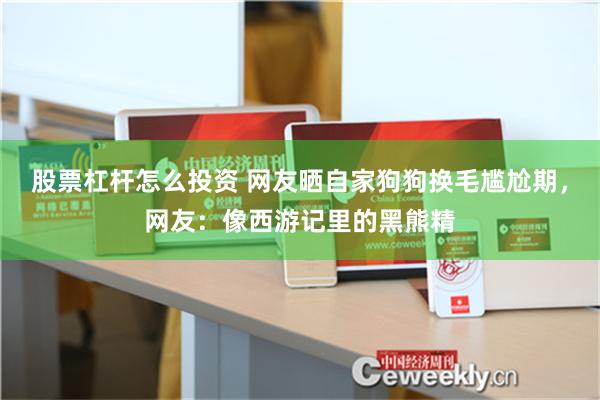 股票杠杆怎么投资 网友晒自家狗狗换毛尴尬期，网友：像西游记里的黑熊精