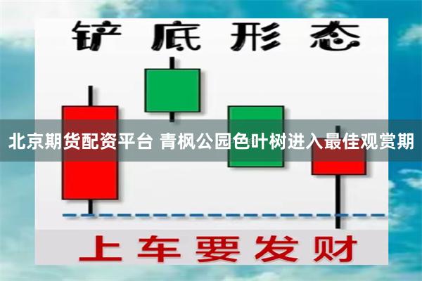 北京期货配资平台 青枫公园色叶树进入最佳观赏期
